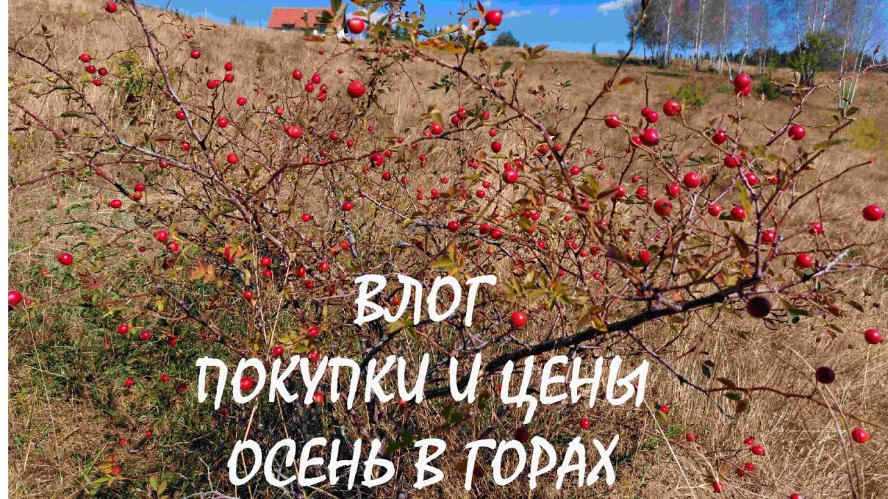 Влог, наша простая жизнь в Сербии, покупки,цены на продукты, природа