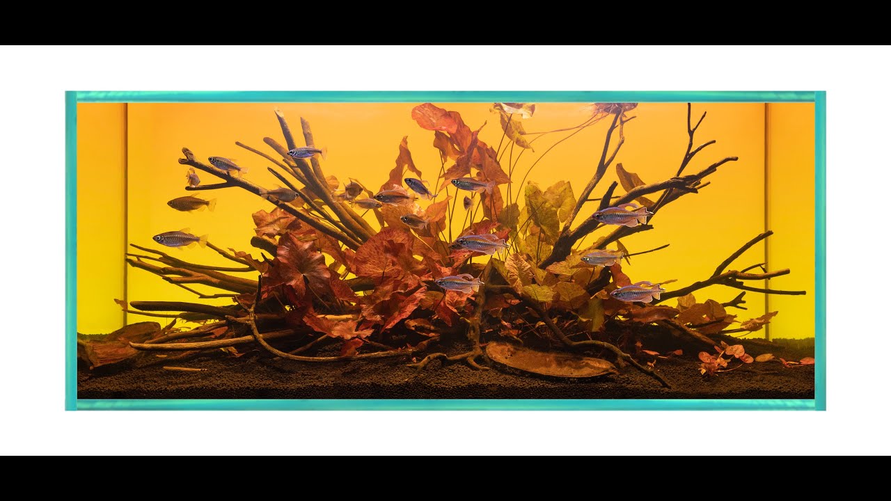Natural-style Aquarium for Congo Tetras!