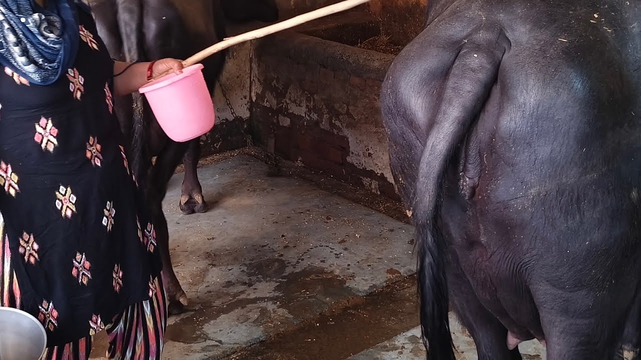 धाकड़ जाटनी का चैनल  is live! फुल मिल्क इन लाइफ🙏❤🐃