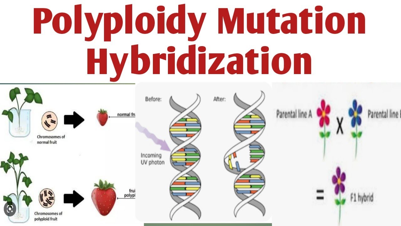 Polyploidy Mutation Hybridization|Unit 2|Pharmacognosy| 4 sem #polyploidy #mutation #hybridization