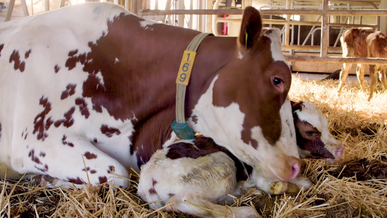 The Moral Maze of Milk - is your milk trashing the planet?