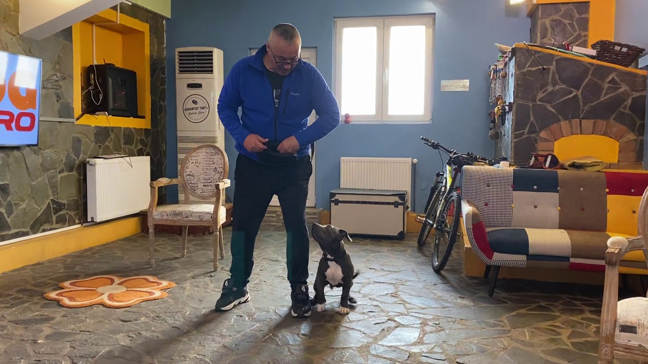 Thor Razboinicul