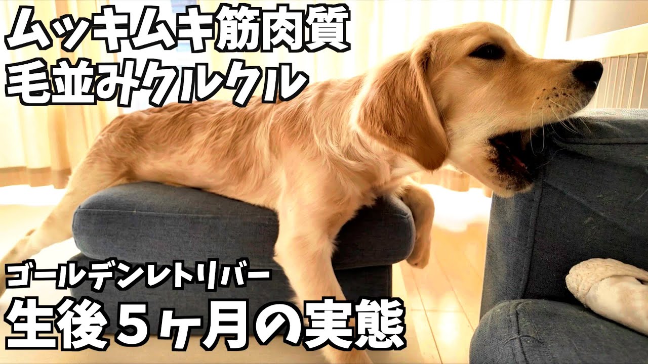 ゴールデンレトリバー生後5ヶ月の生体はどんな感じ？アメリカンとイングリッシュのミックスは筋肉質でクルクルな毛並み。（花#10）