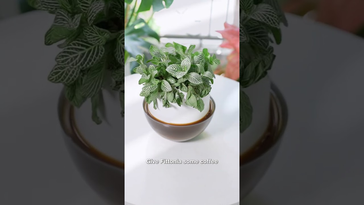 Give Fittonia some coffee water #houseplants #plants #planthack #fittonia #plantcare