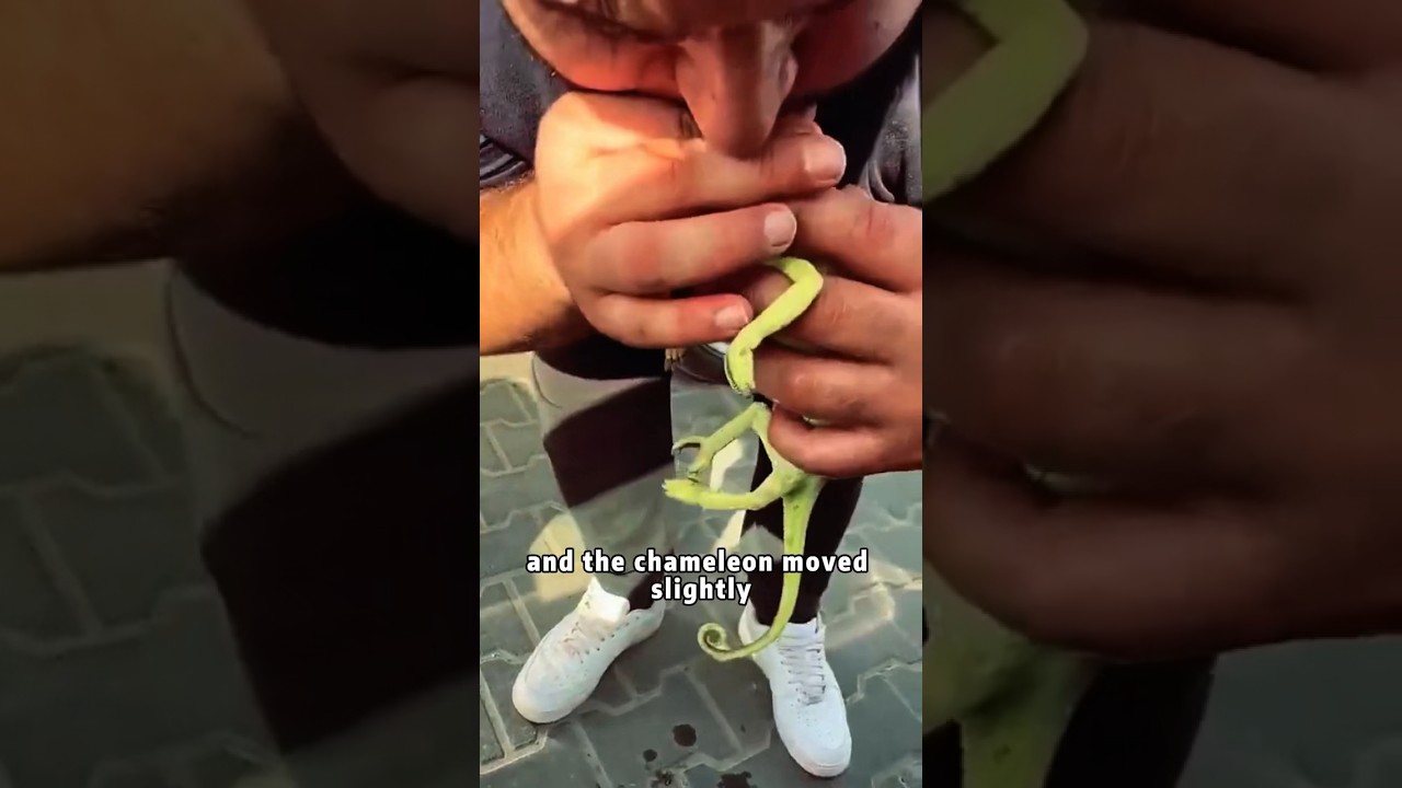 Man saves chameleon with a kiss 💋 #animals #chameleon #love