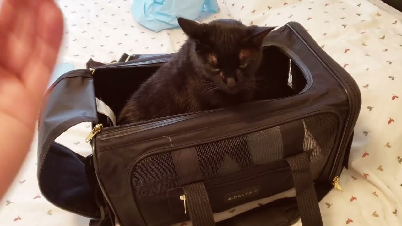 Sherpa Original/Delta Airline Approved Travel Pet Carrier Review (Medium Size) Review