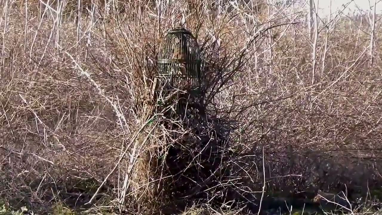 Miguelete puesto de tarde.. Tarde entretenida..