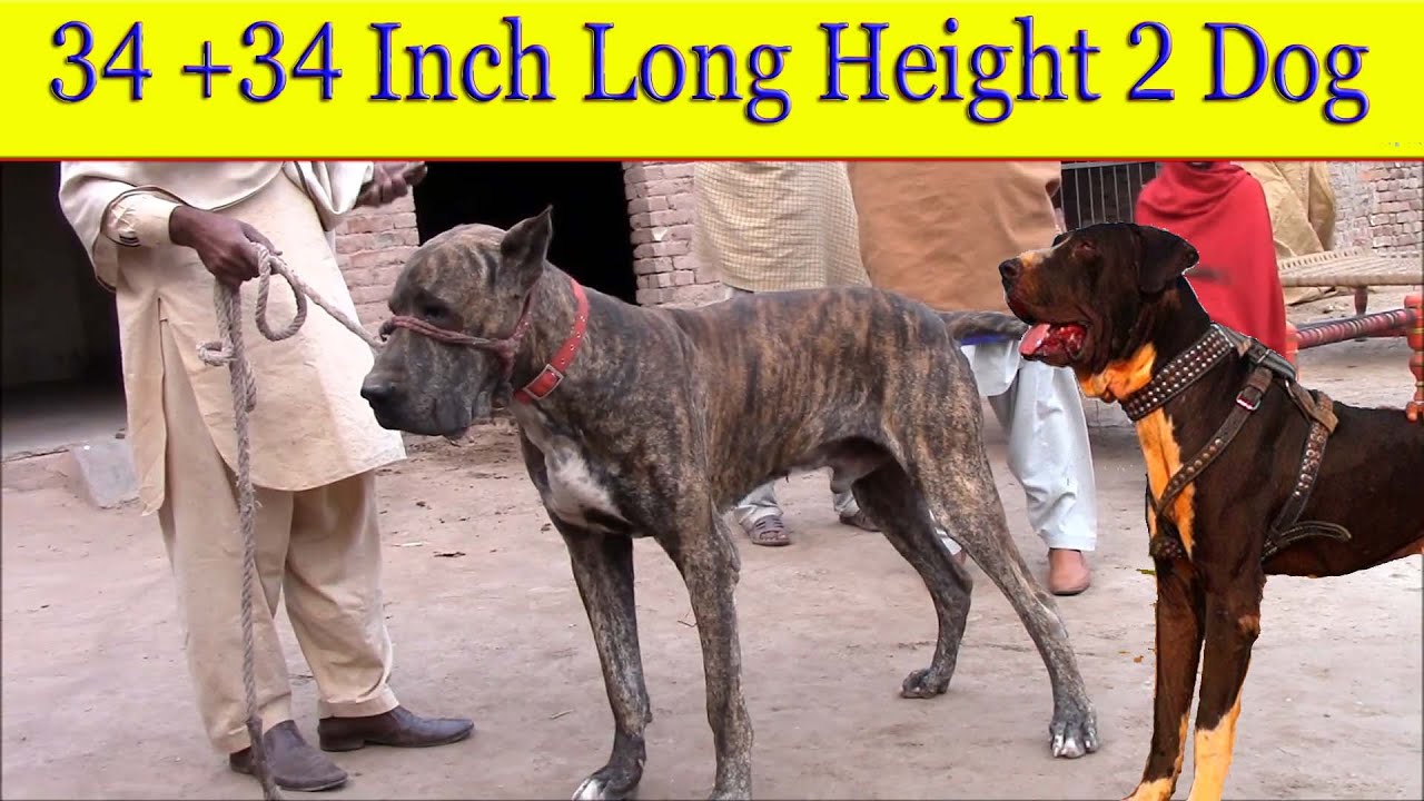 2Biggest Bully Dogs In Punjab Pakistan By Nafa TV HD