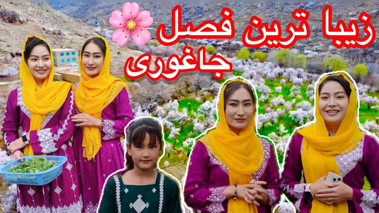 تایلوم جاغوری در این وقتا واقعا قشنگ شده😍 #جاغوری#جاغوری_زیبا #jaghori#afghanistan #بهار#قشنگ #زیبا 
