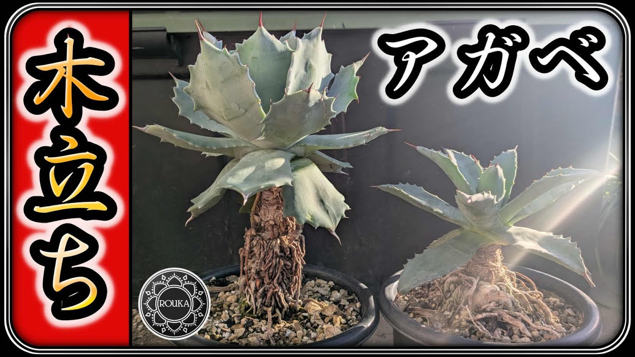【アガベ・アロエ】おもしろ仕立てのアガベ達 & ちょっとアロエ【多肉植物】【園芸】