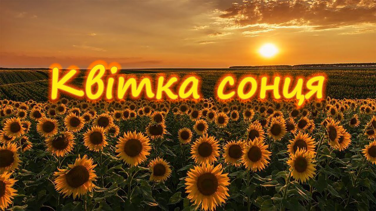 Квітка сонця