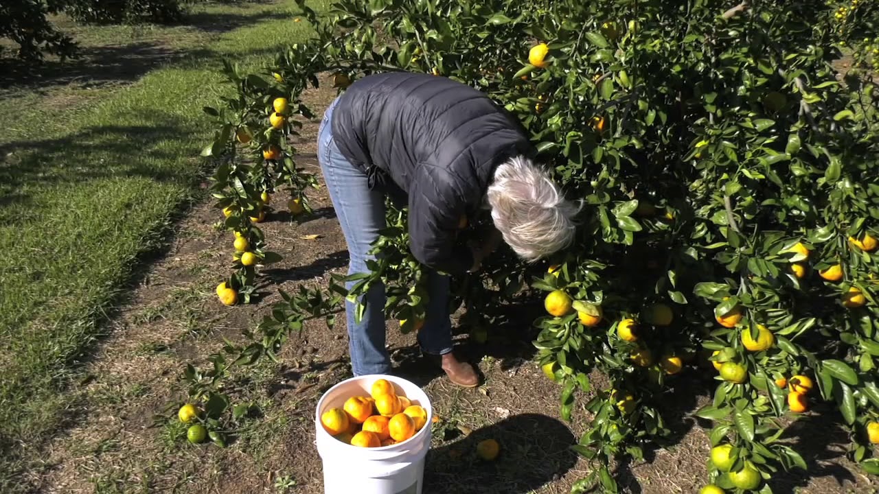 The Citrus Industry Rapidly Growing in Georgia