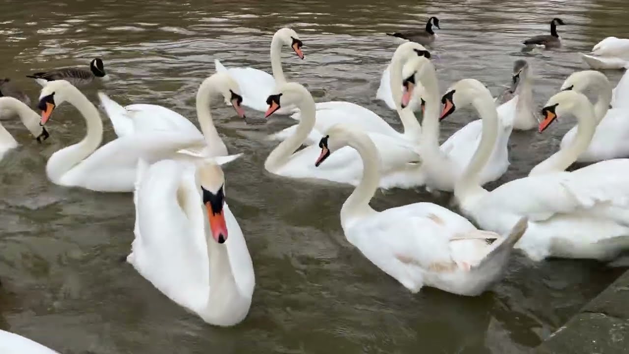 Day 40. Swans on the canal. 