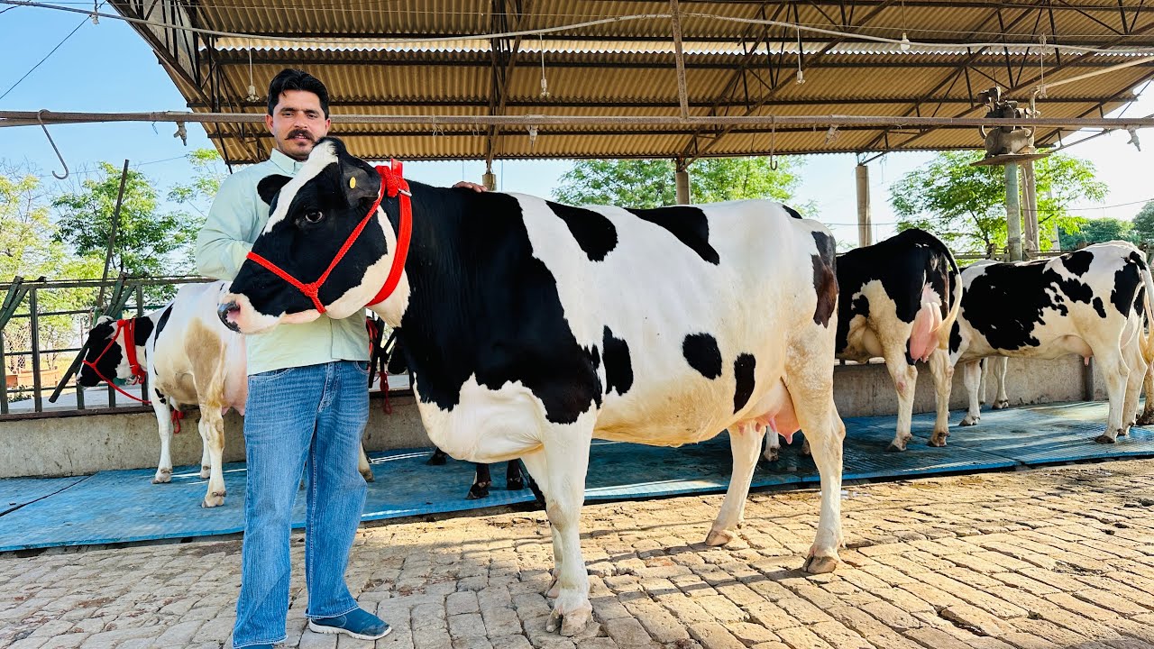 50 HF cow at Gurwinder Dairy Farm || Future of India’s Dairy Development Industry