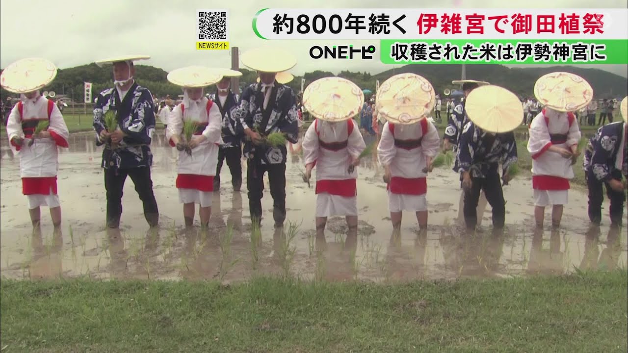 約800年続くとされる…伊勢神宮の別宮・伊雑宮で伝統の神事『御田植祭』田楽が流れるなか苗を植える
