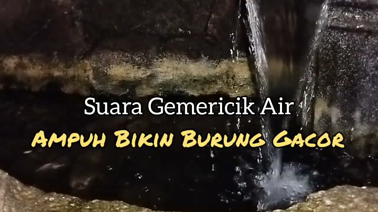 Terapi Suara Gemericik Air || Ampuh Bikin Burung Gacor Rajin Berkicau