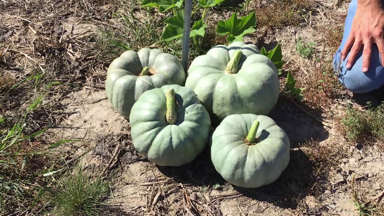 2020 Pumpkin Variety Trial - Specialty Pumpkins