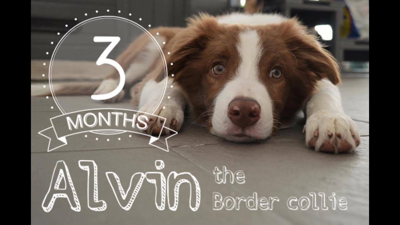 Alvin brown od Dobré pohody - Border collie puppy [3 months]
