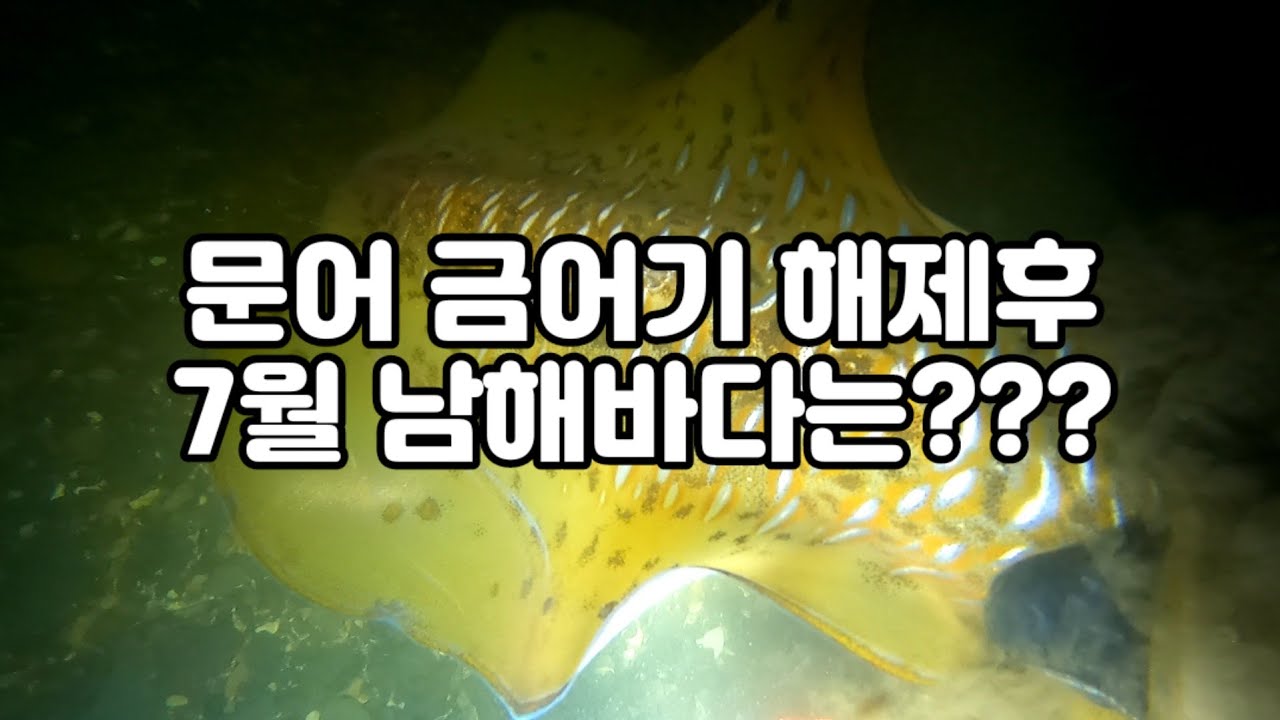 7월 문어 금어기 해제후.. 남해바다! 조황은?