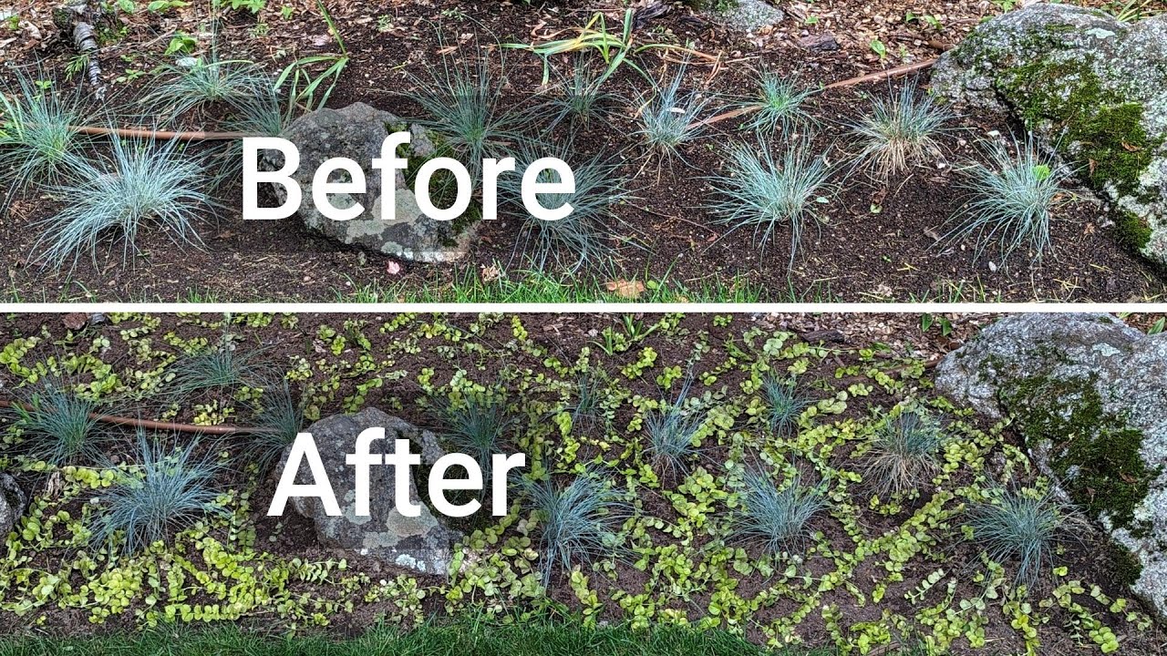 Creeping Jenny & Blue Fescue Grass : Landscaping Uses & Dividing