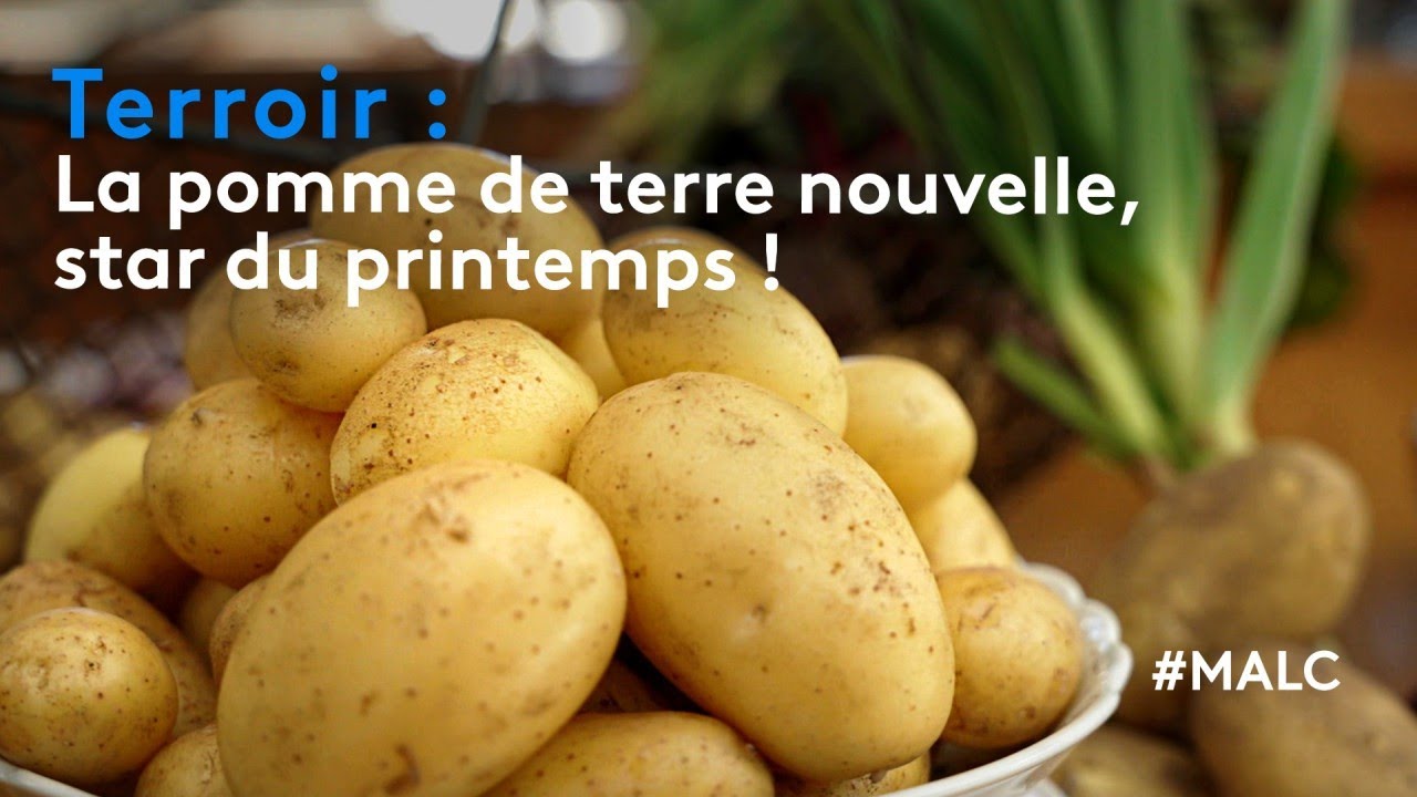 Terroir : la pomme de terre nouvelle, star du printemps !