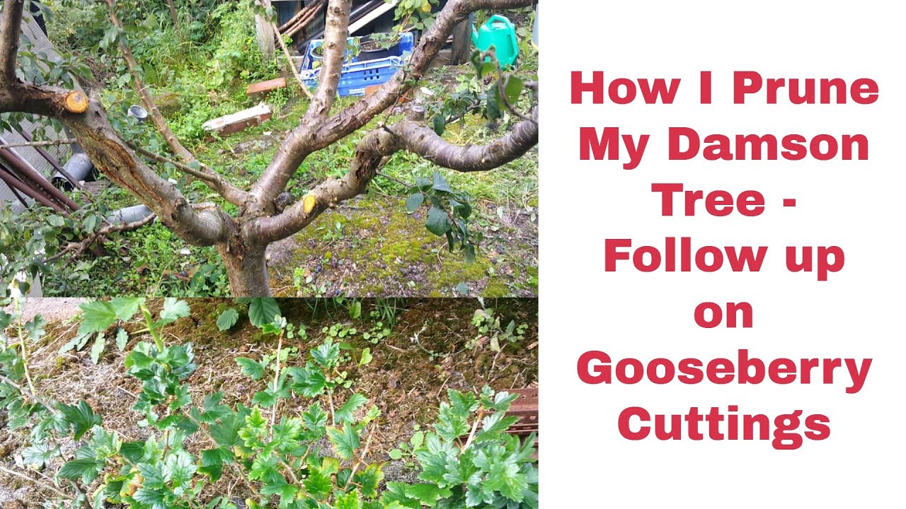 How I Prune My Damson Tree| Follow up on Gooseberry cuttings| Pruning stone fruits| Micro-Orchard|