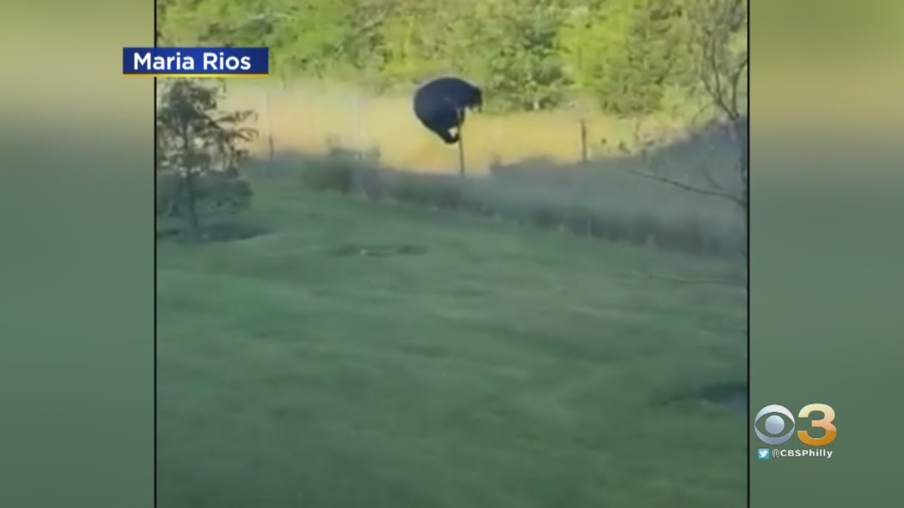 Bear Spotted Climbing Over Fence In Hamilton Township