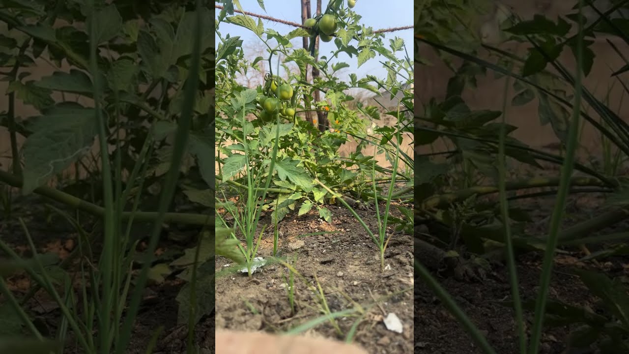 My garden plants #garden #gardening 