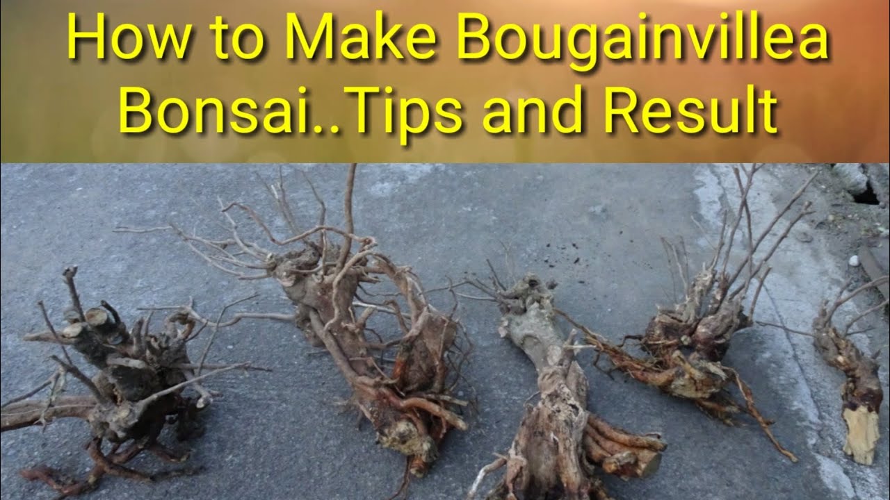HOW TO MAKE BOUGAINVILLEA BONSAI