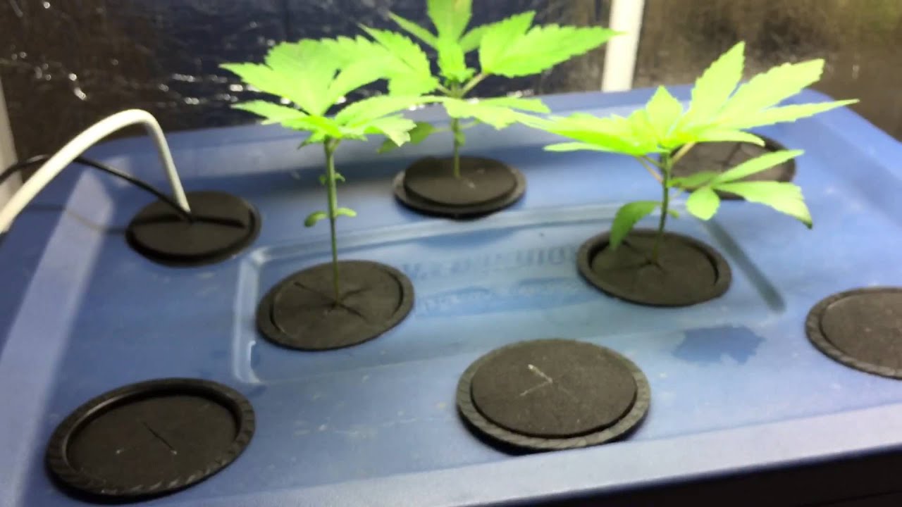 Crop king seeds purple kush update