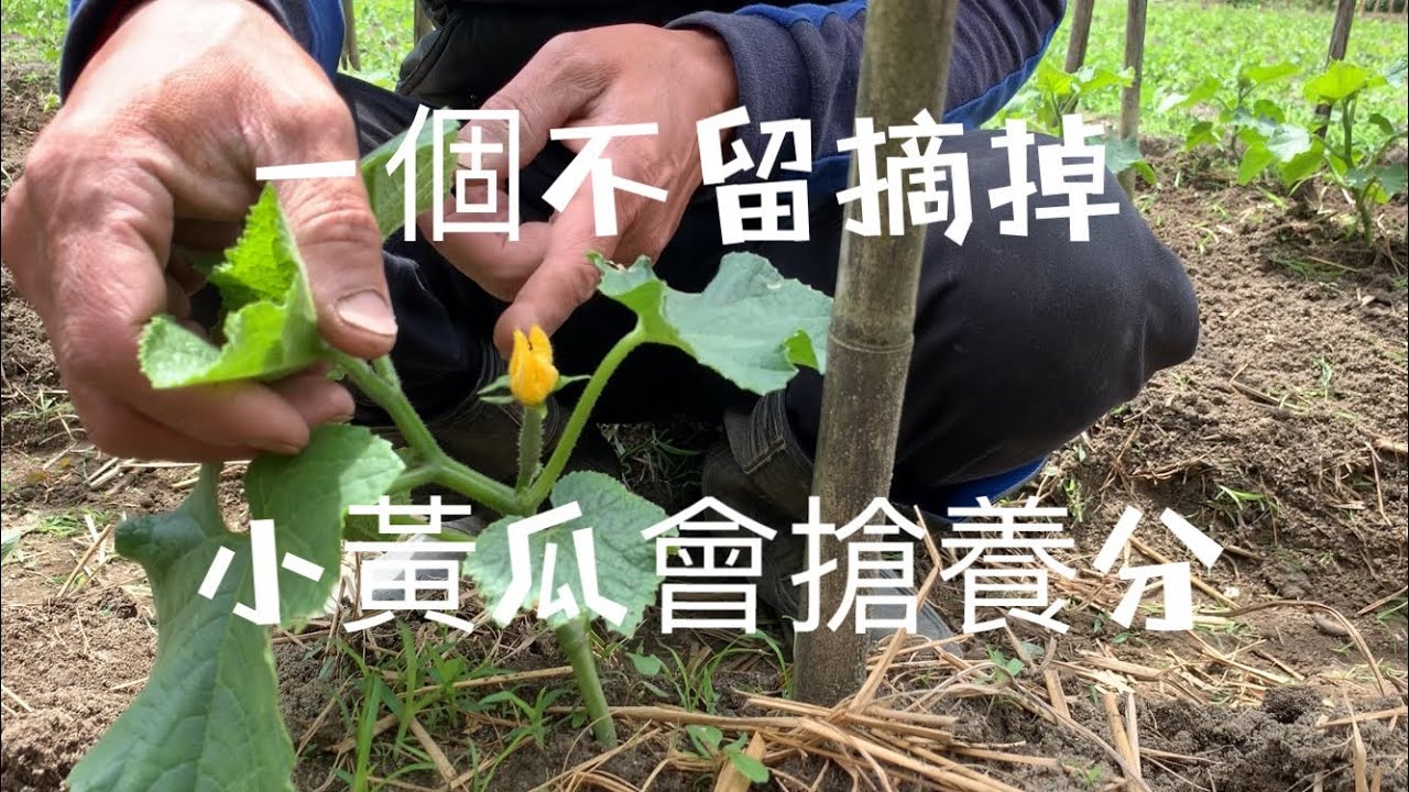 ㈡荷蘭小黃瓜種植 | 結的小黃瓜一個不留摘掉～小黃瓜搶走養分