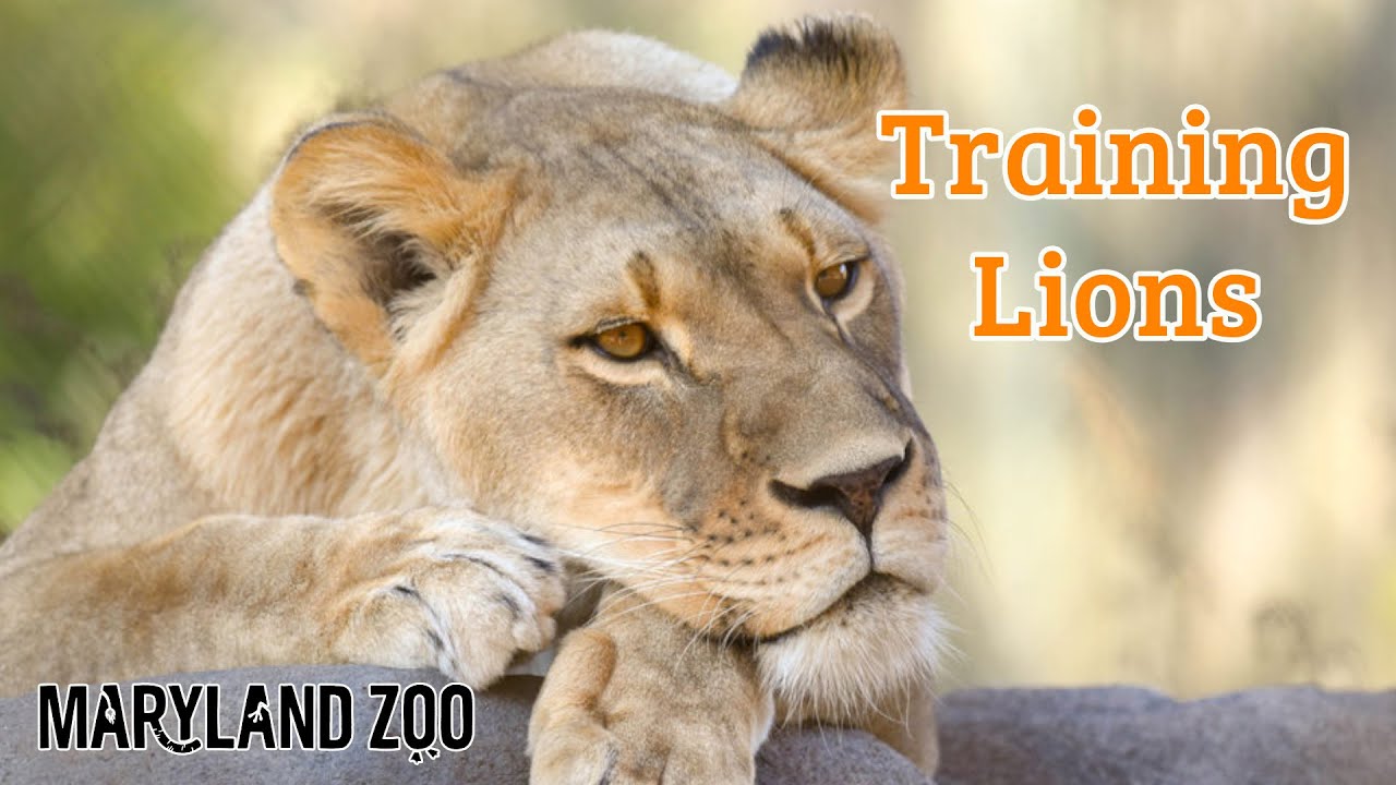 How To Train A Lion