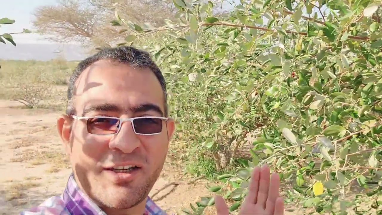 تقليم السدر الهندى فى سلطنة عمان لعام 2023