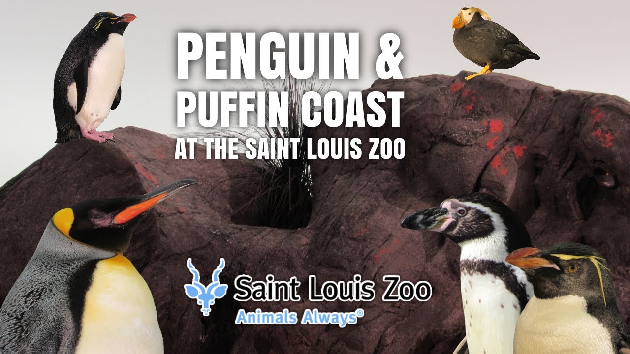 Penguin & Puffin Coast (2003) at the Saint Louis Zoo | Exhibit Tours Ep. 49