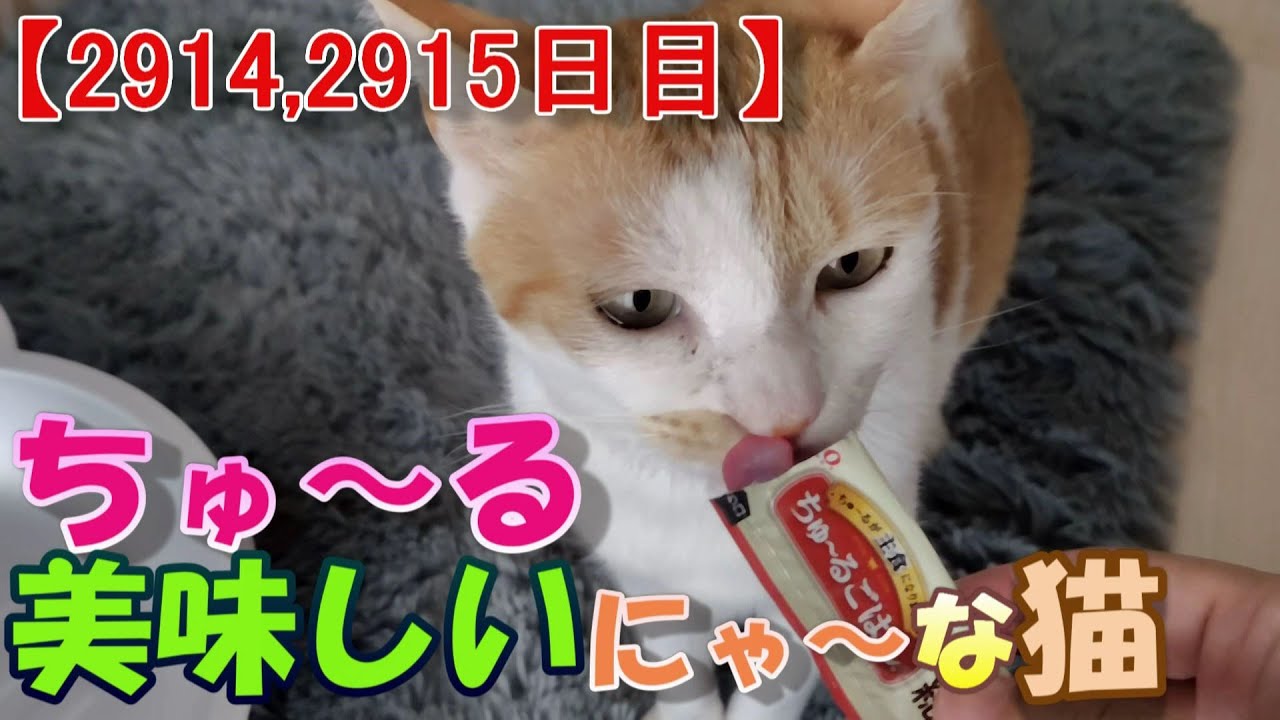【2914,2915目】ちゅ～る美味しいにゃ～な猫【かわいい・面白い】～The growth record of my cute cat, Nike day 2914,2915