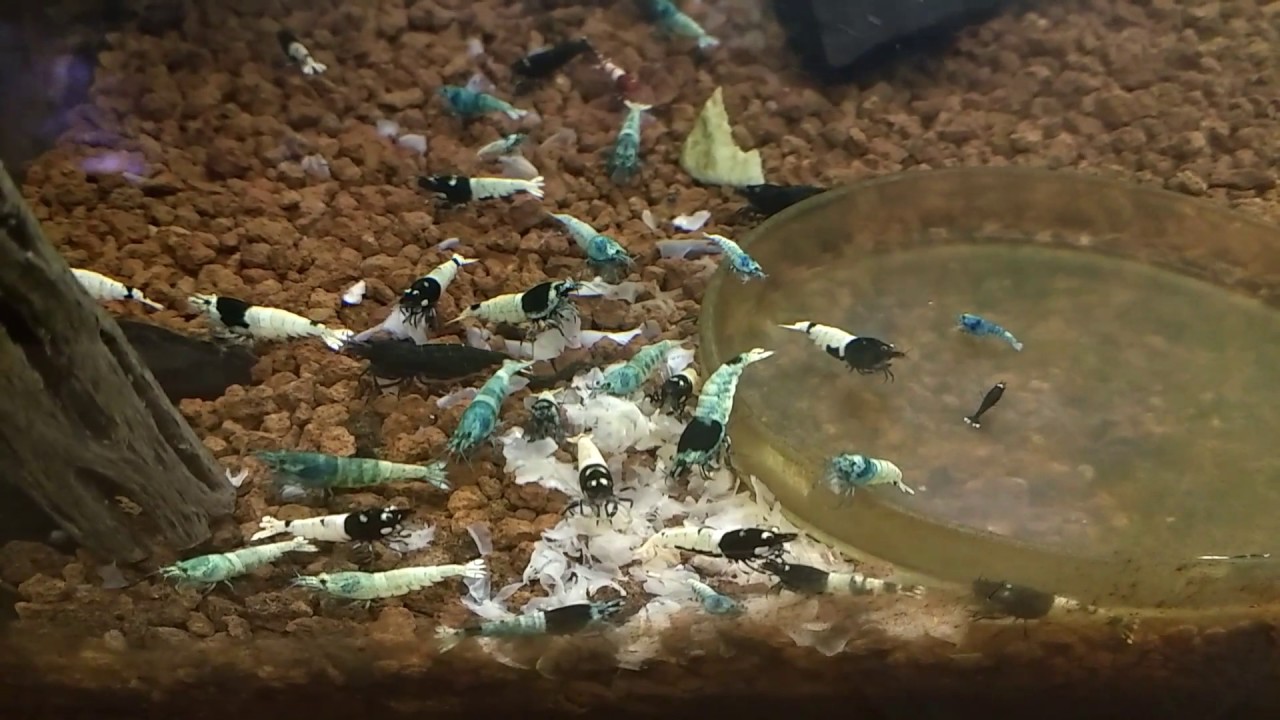 BB, BSM, Extreme Black, Pinto, Caridina