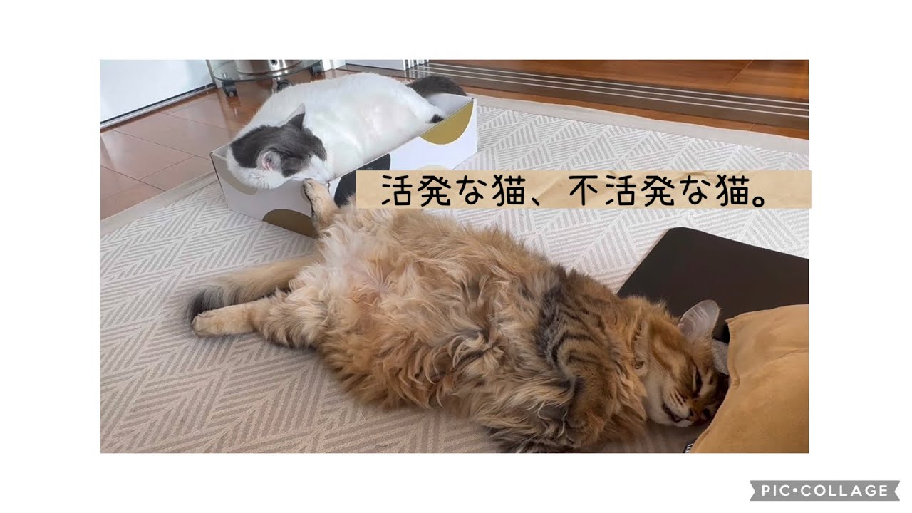 日曜ねこ劇場/Sunday Cat Theater 3/1