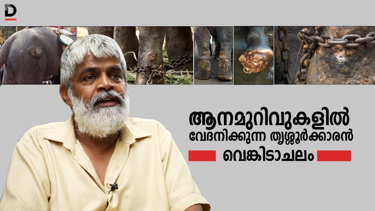 ആനമുറിവുകളില്‍ വേദനിക്കുന്ന തൃശ്ശൂര്‍ക്കാരന്‍ വെങ്കിടാചലം