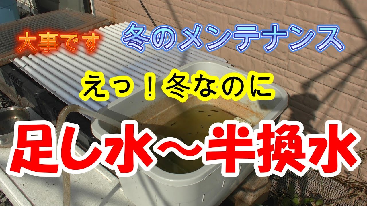 今日は少し暖かいようです！自宅は九州なので真冬でも水換えはしますが大切なのは足し水です