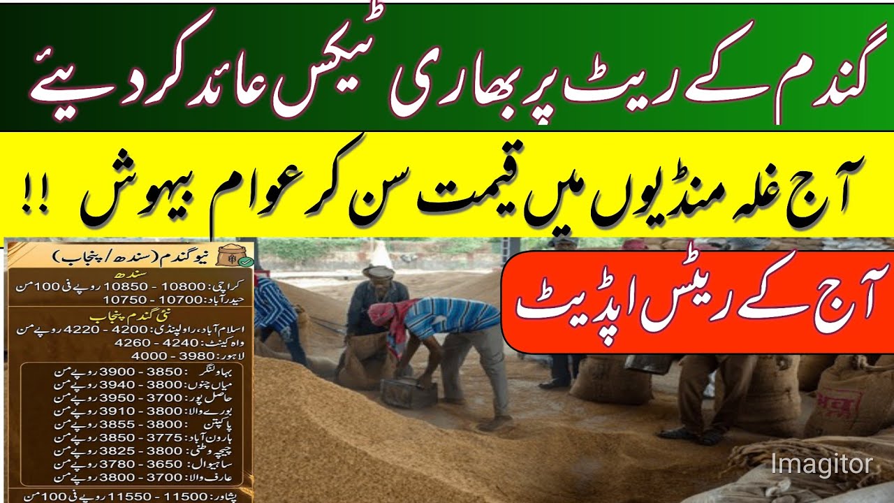 New gundam rates updates in punjab pakistan 2026//wheat price today 
