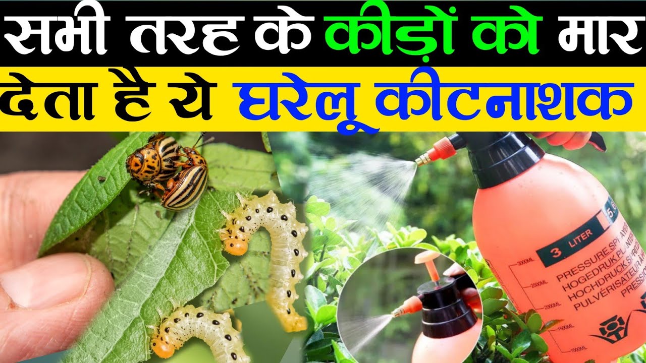 सभी तरह के कीड़ों को मार देता है ये घरेलू कीटनाशक | How To Make Organic Pesticide At Home | Insects
