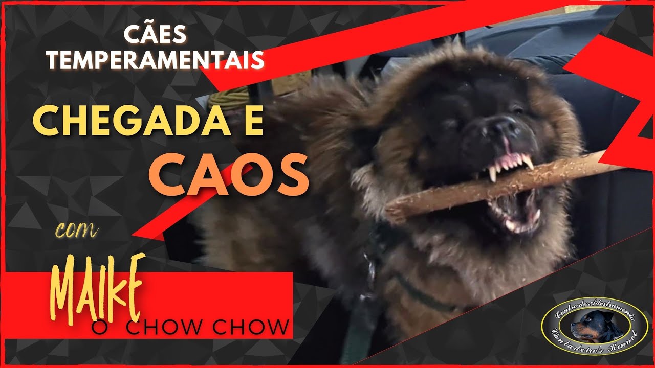 MAIKE - Chow Chow - Chegada e Caos