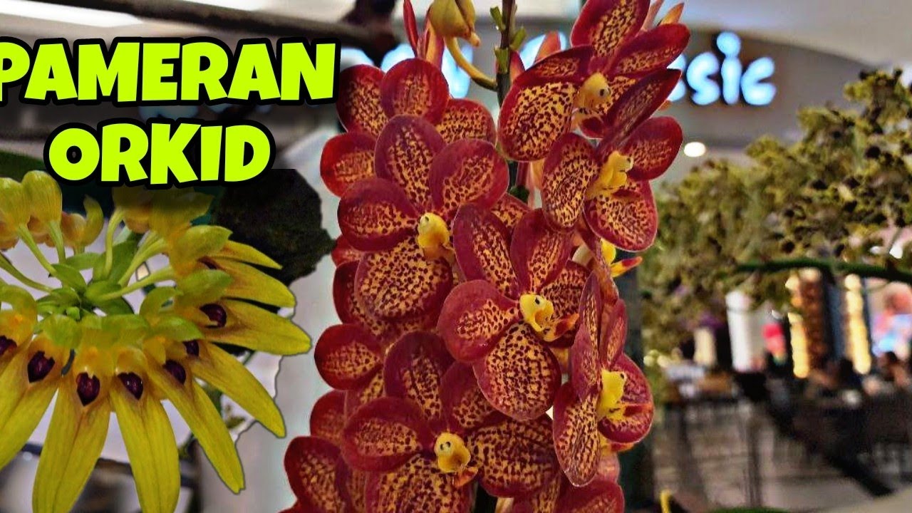 Orkid cantik dan rare di Taiping Perak #orkid #bunga