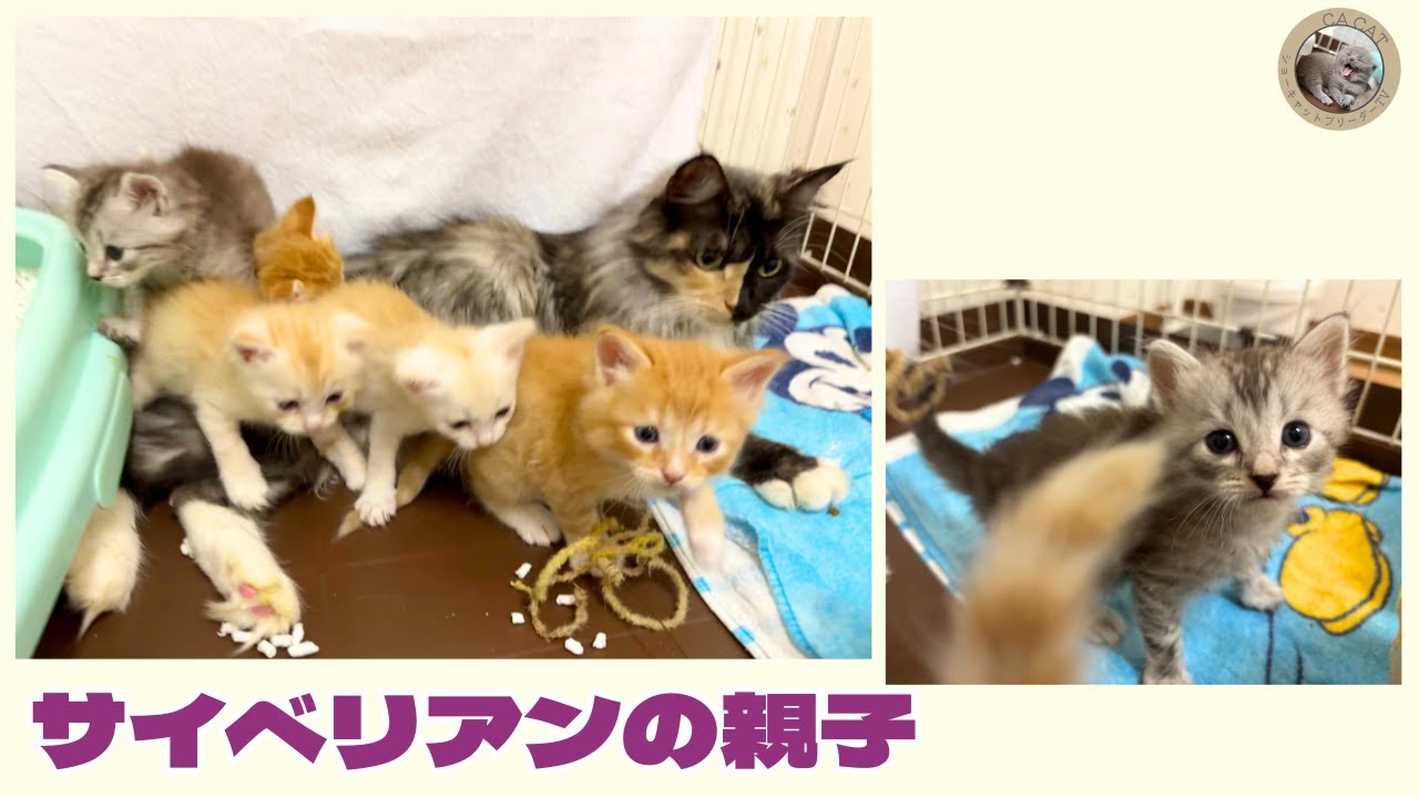 【サイベリアン】可愛い親子をご紹介🐾【赤ちゃん猫】
