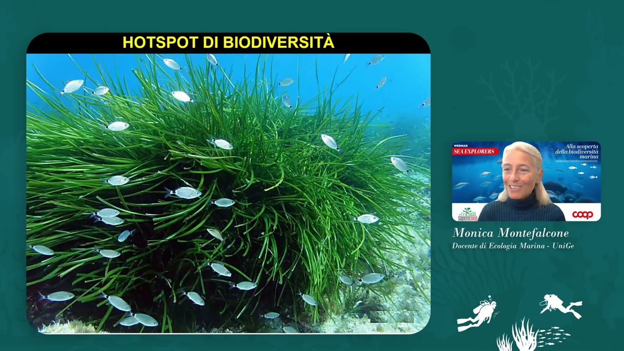 Webinar 18 marzo 2025 POSIDONIA OCEANICA, benefici e minacce per questa importante pianta marina