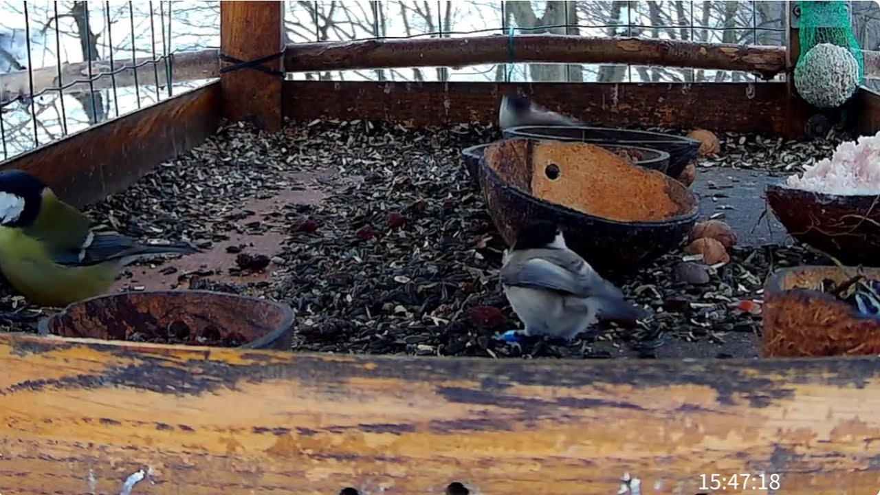 Feeder in Bieszczady Mountains, Lake Solina, Poland 2026/01/22