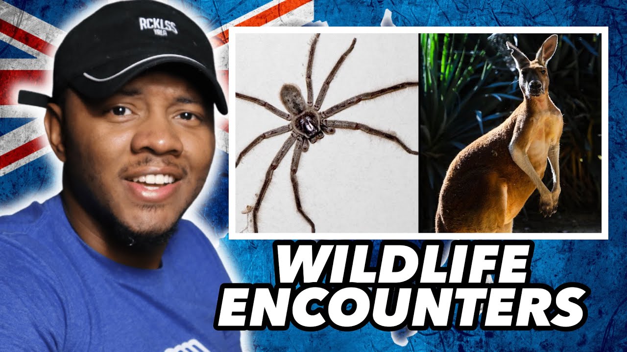 AMERICAN REACTS To Beware of Australia