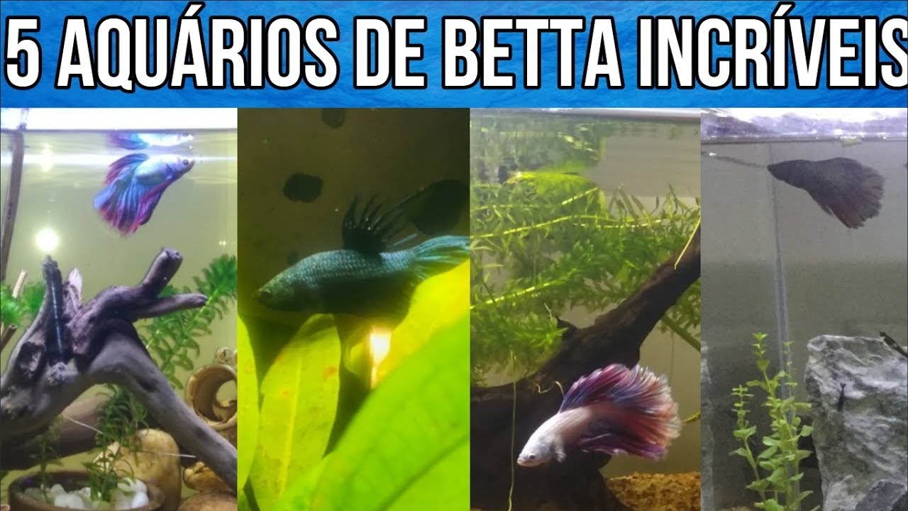5 Aquários de Betta Incríveis enviados pelos Inscritos
