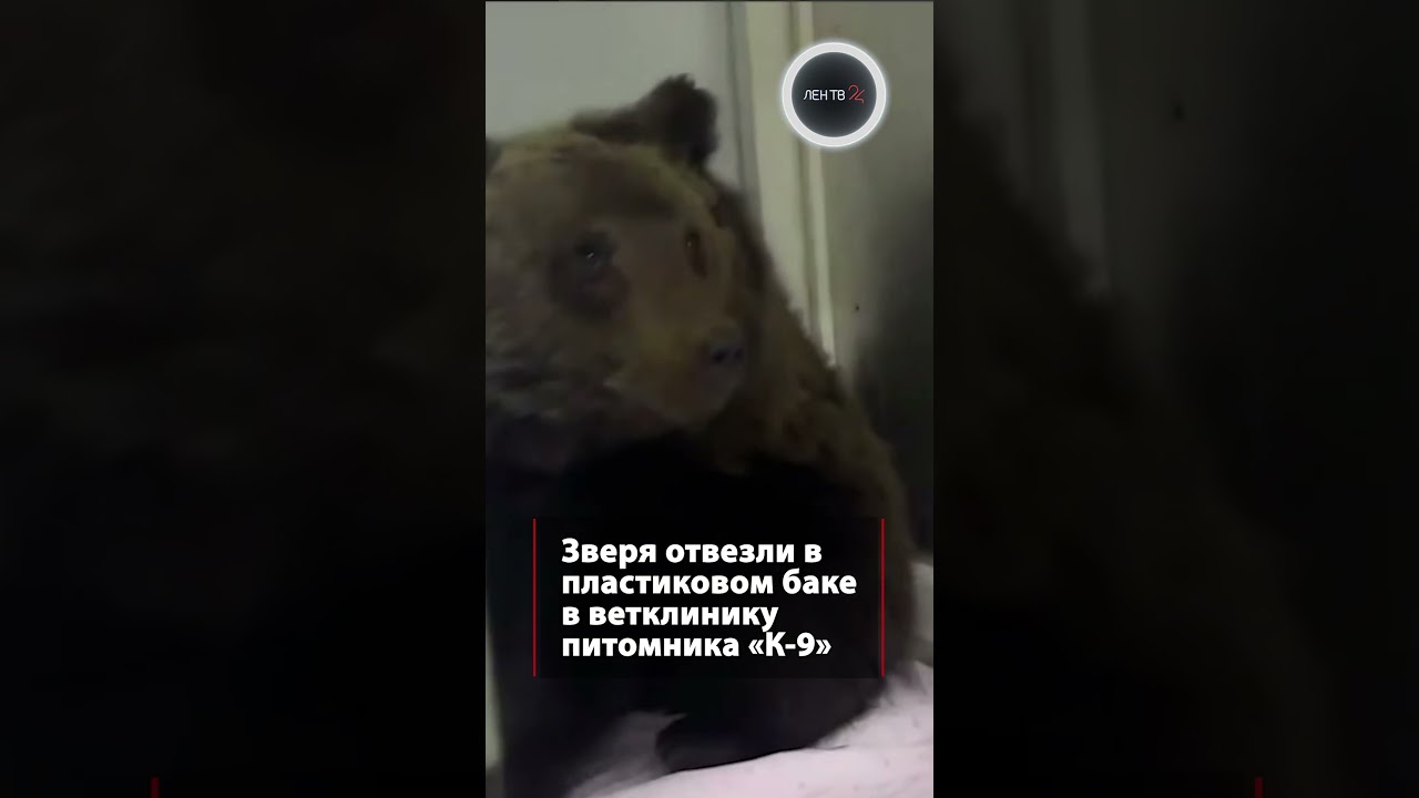 A lonely bear cub was rescued in the Irkutsk region.