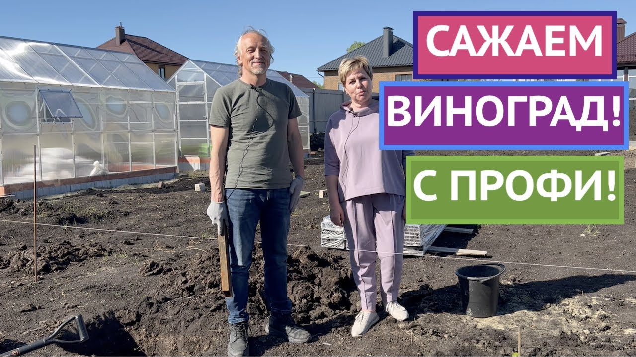 ВСЕ ТОНКОСТИ ПОСАДКИ ВИНОГРАДА ОТ ЛУЧШЕГО ВИНОГРАДАРЯ СТРАНЫ!